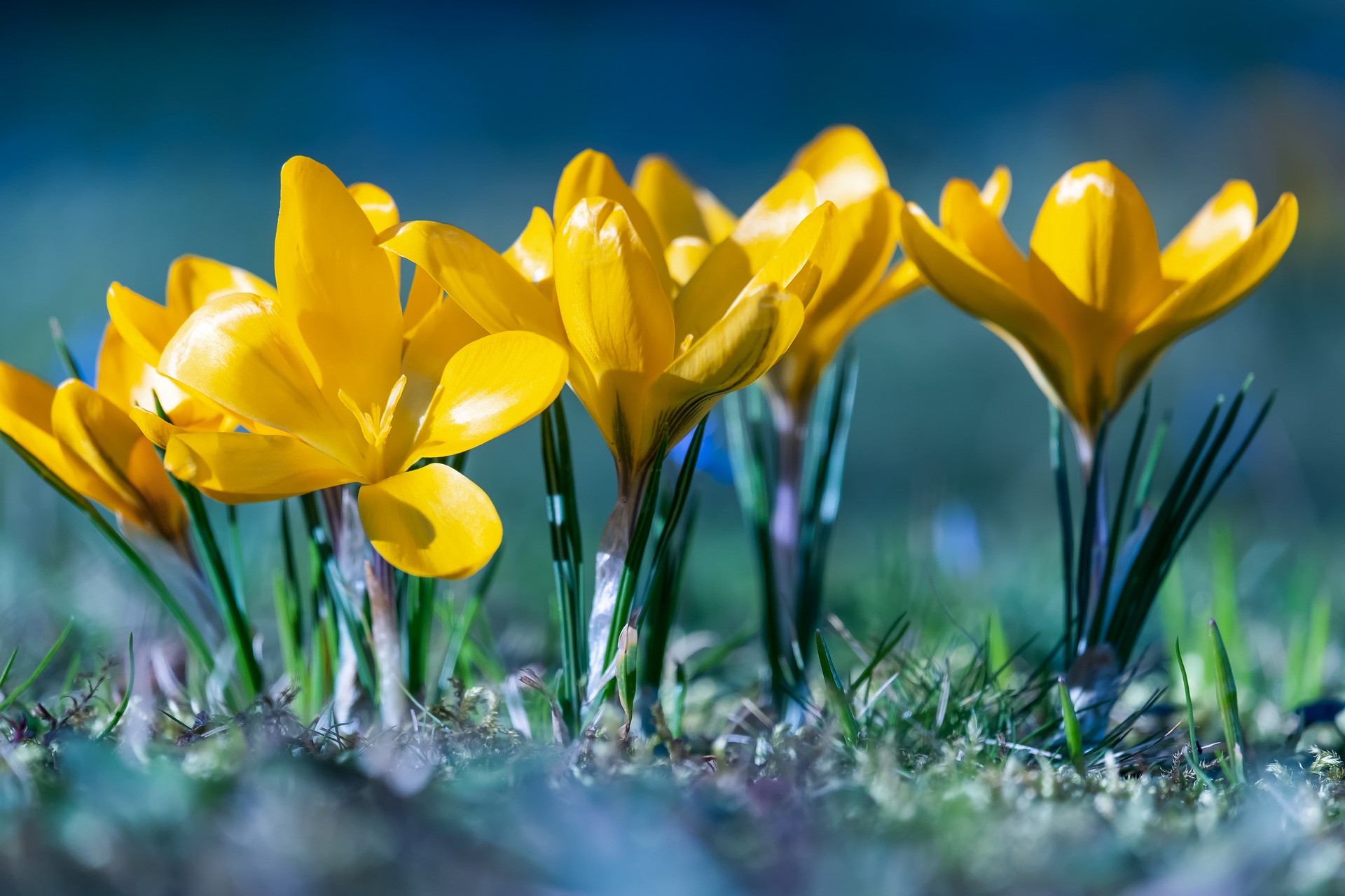 Crous-Yellow-Bunch